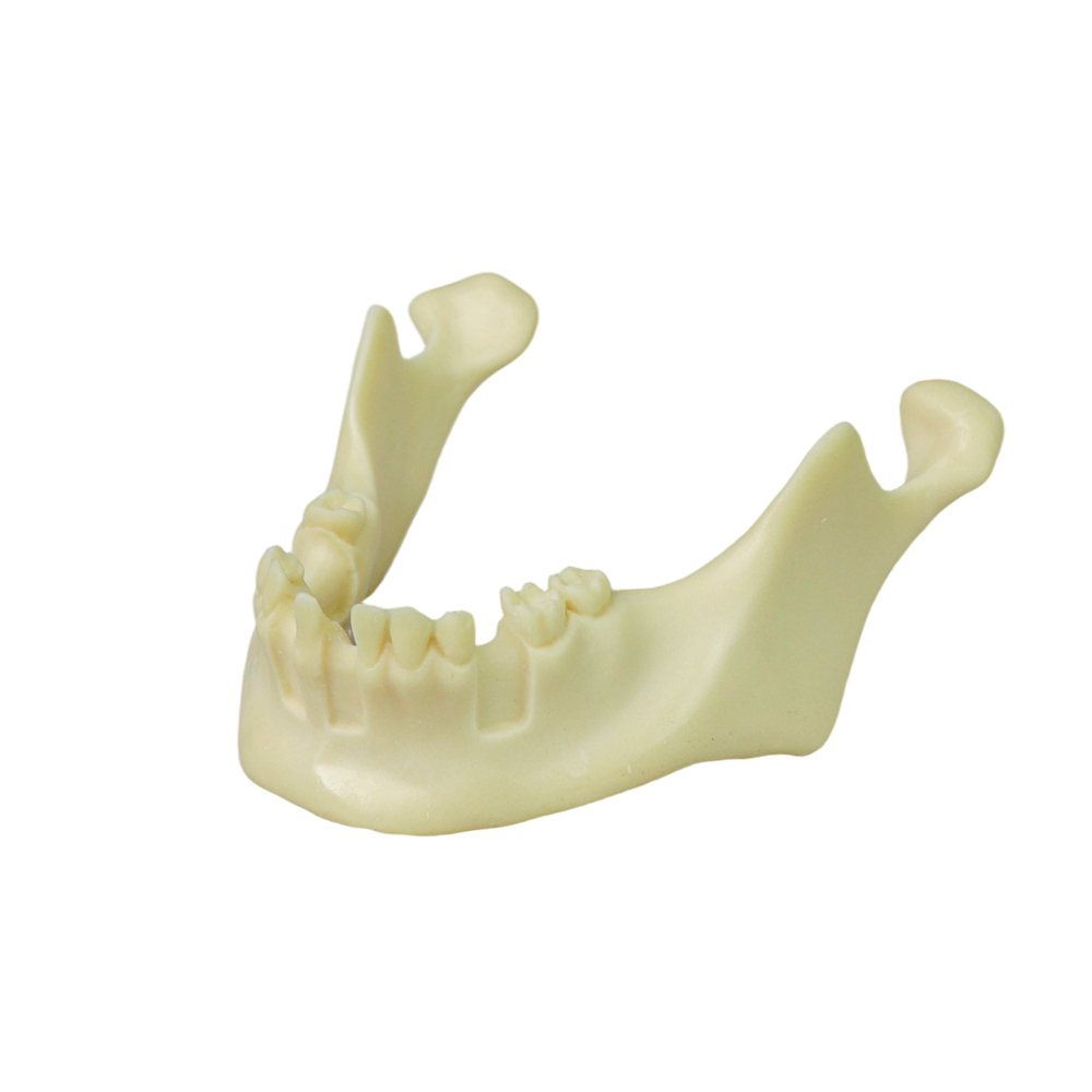 Mandibular Dental Implant Model – Foamed Resin for Implant Practice JG-Y12-T