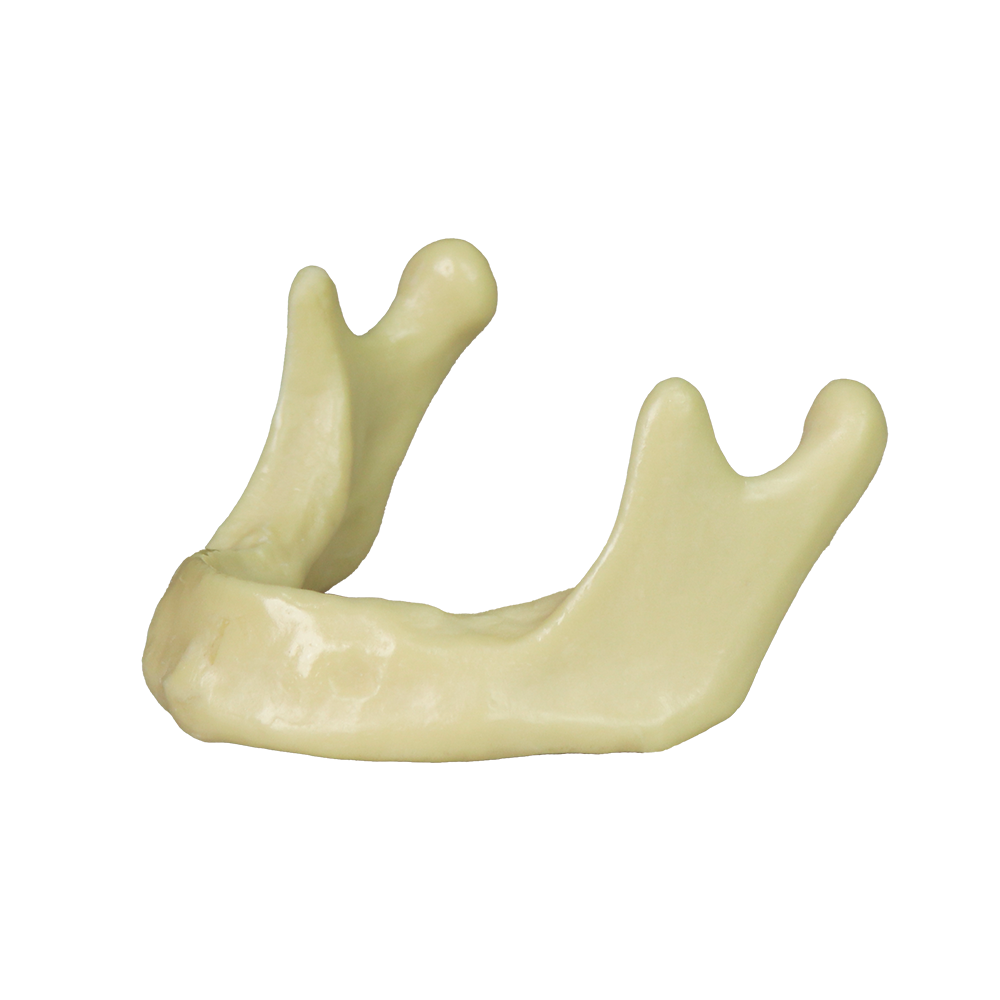 Mandibular Dental Implant Model – Foamed Resin for Implant Training