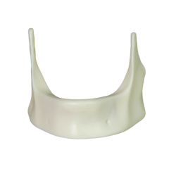 Mandibular Dental Implant Model – Hard Resin for Implant Practice JG-Y12-Y
