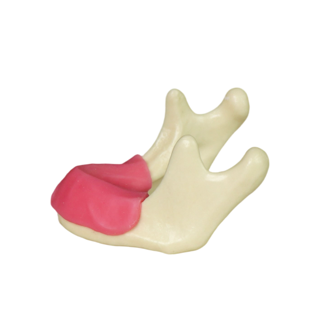 Mandibular Dental Implant Model – Foamed Resin for Implant Practice JG-Y12-G