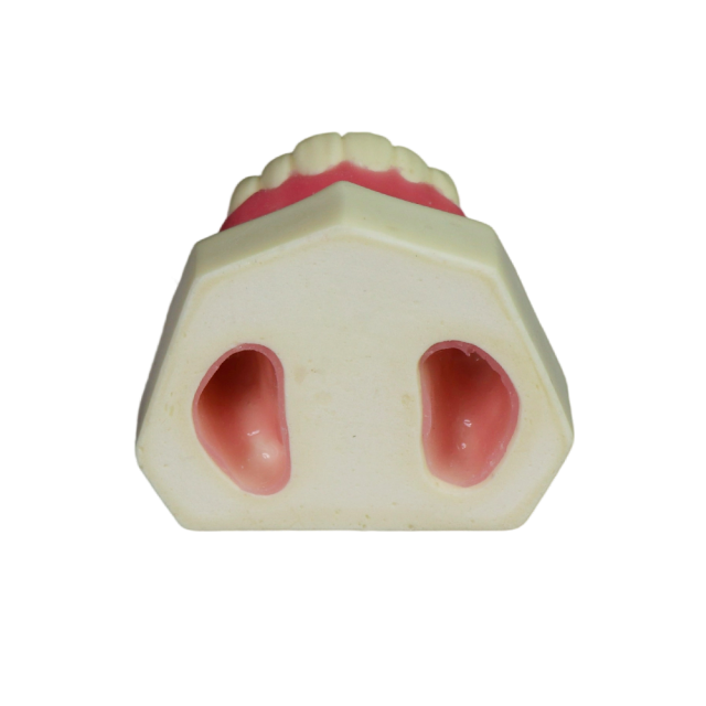 Sinus Lift Dental Model – Hard Resin with Soft Gums for Maxillary Sinus Training JG-YZ-1
