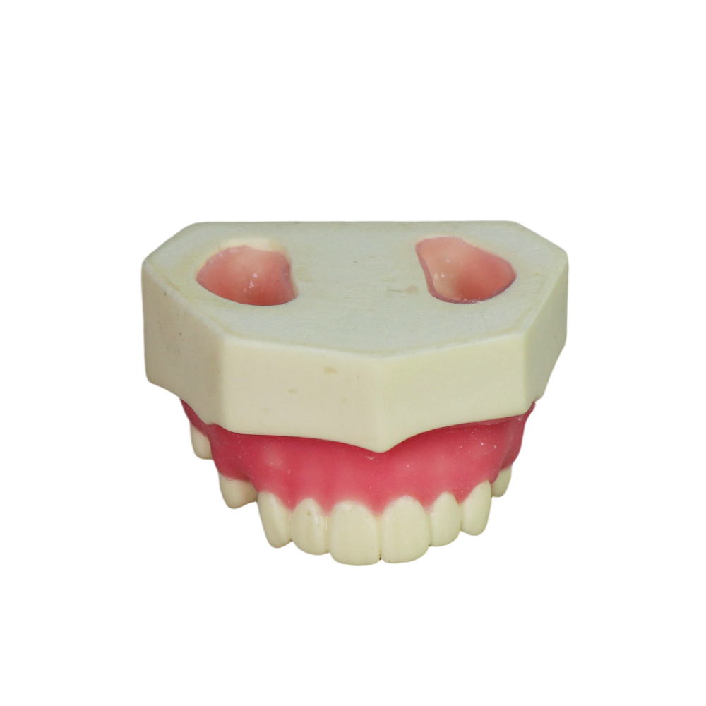Sinus Lift Dental Model – Hard Resin with Soft Gums for Maxillary Sinus Training JG-YZ-1