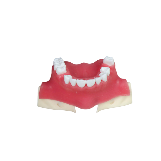 Sinus Lift Dental Model – Hard Resin with Soft Gums for Maxillary Sinus Training JG-Y26