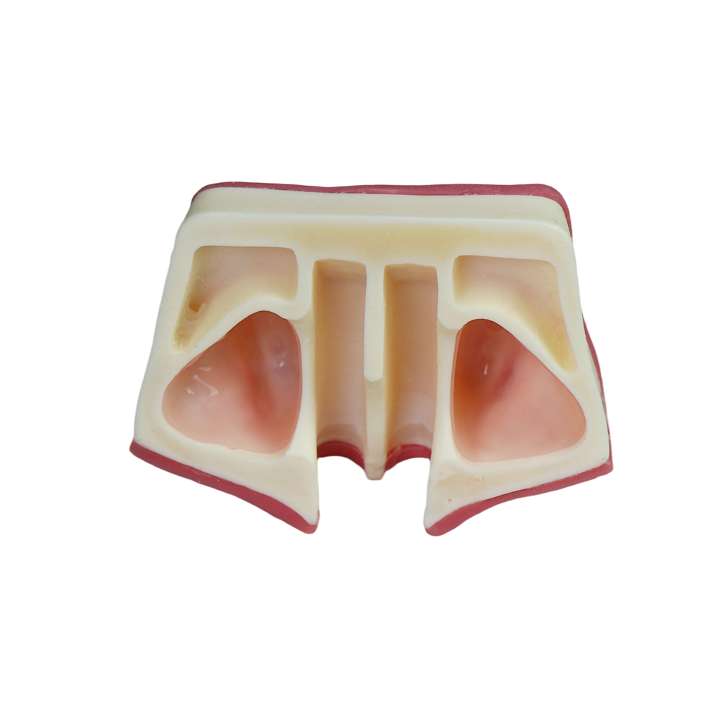 Sinus Lift Dental Model – Hard Resin with Soft Gums for Maxillary Sinus Training JG-Y21