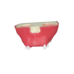 Sinus Lift Dental Model – Hard Resin with Soft Gums for Maxillary Sinus Training JG-Y11-S5