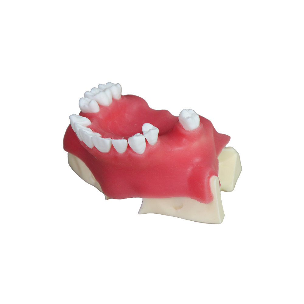Sinus Lift Dental Model – Hard Resin with Soft Gums for Maxillary Sinus Training JG-Y26
