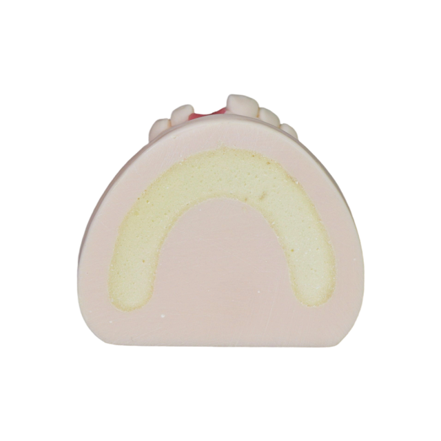 Dental Implant Model – D1 Soft Resin with Gums for Implant Training JG-Y8-F6