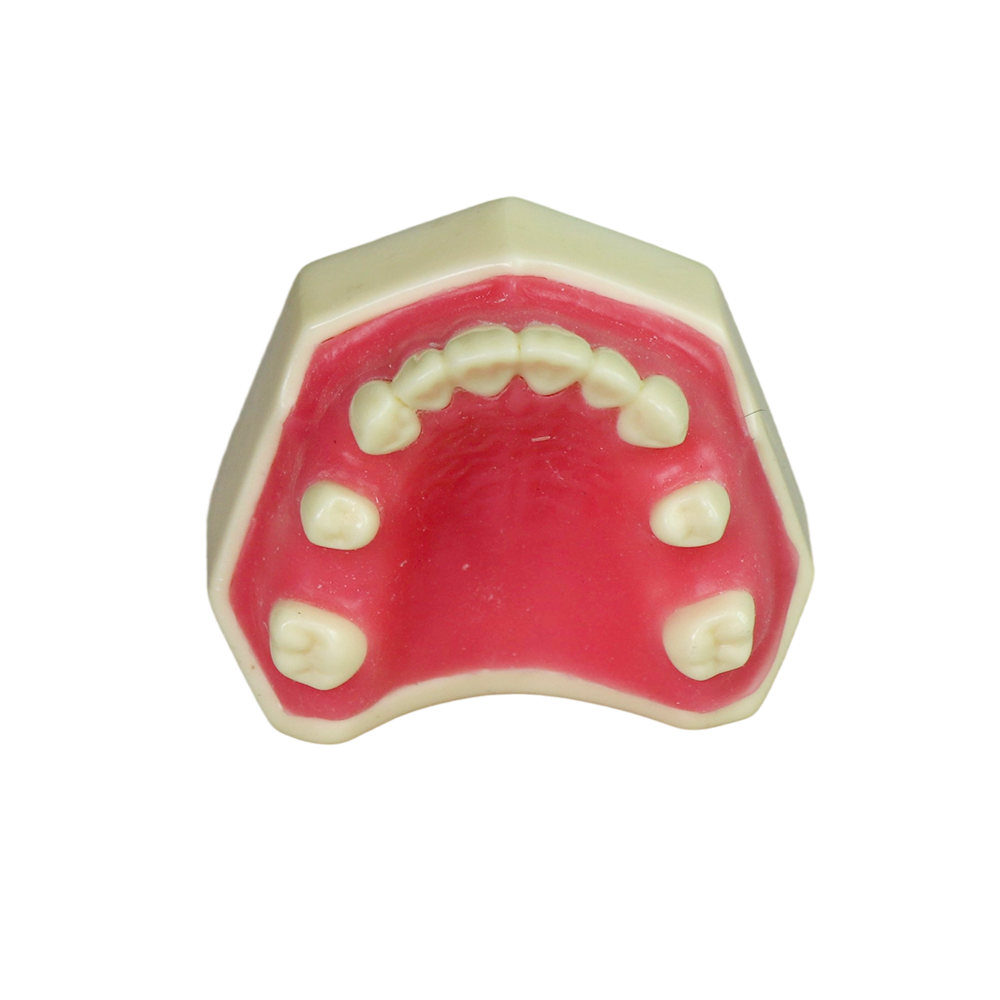 Sinus Lift Dental Model – Hard Resin with Soft Gums for Maxillary Sinus Training JG-YZ-1