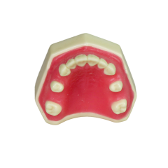 Sinus Lift Dental Model – Hard Resin with Soft Gums for Maxillary Sinus Training JG-YZ-1