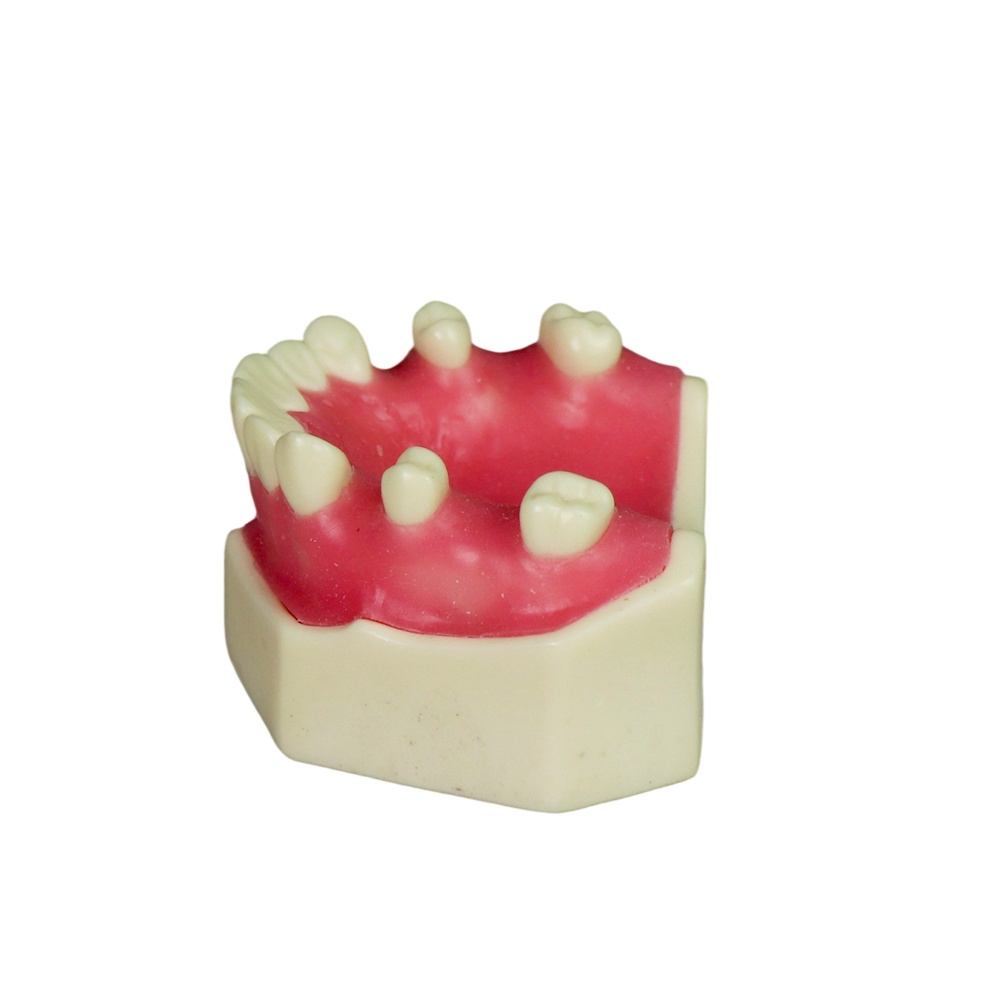 Sinus Lift Dental Model – Hard Resin with Soft Gums for Maxillary Sinus Training JG-YZ-1