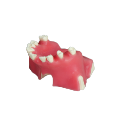 Sinus Lift Dental Model – Hard Resin with Soft Gums for Maxillary Sinus Training JG-Y11-S1