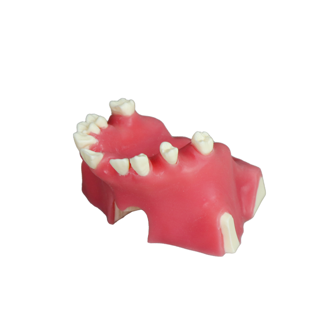 Sinus Lift Dental Model – Hard Resin with Soft Gums for Maxillary Sinus Training JG-Y11-S1
