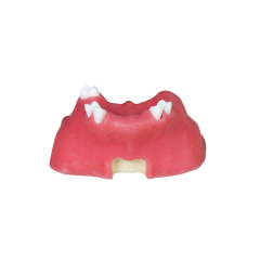 Sinus Lift Dental Model – Hard Resin with Soft Gums for Maxillary Sinus Training JG-Y11-S5