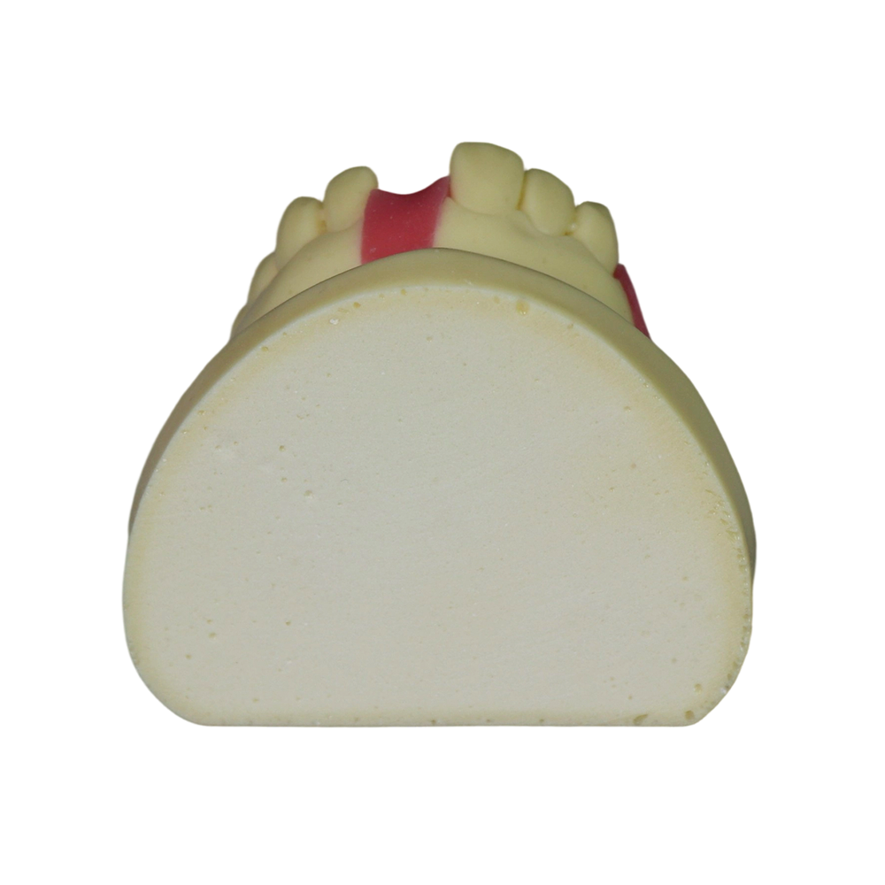 Fast Implant Dental Model – Soft Resin and Soft Gums for Implant Training JG-Y8-F11