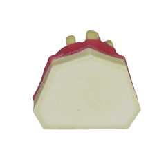 Fast Implant Dental Model – Soft Resin and Soft Gums for Implant Training JG-Y8-F3
