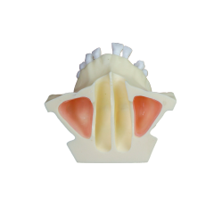 Sinus Lift Dental Model – Hard Resin with Soft Gums for Maxillary Sinus Training JG-Y11-S1-1