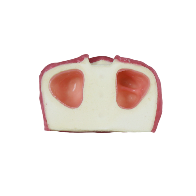 Sinus Lift Dental Model – Hard Resin with Soft Gums for Maxillary Sinus Training JG-Y11-S5