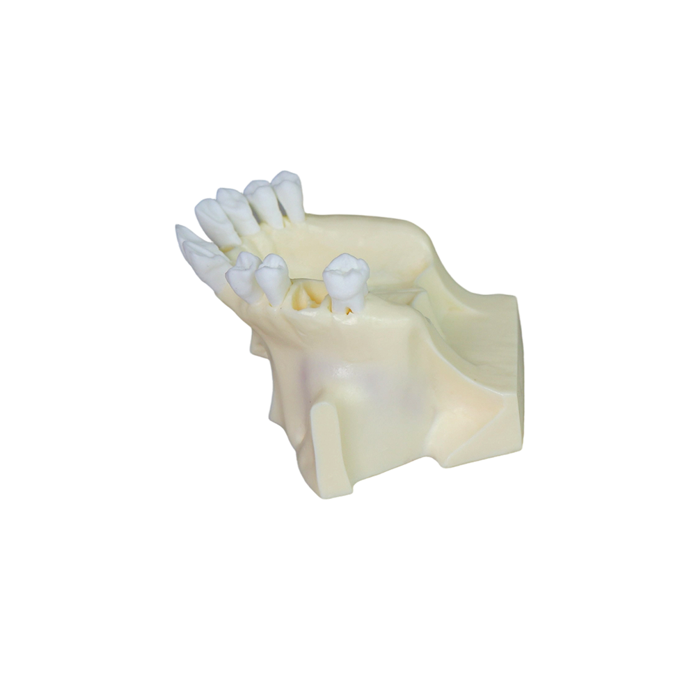 Sinus Lift Dental Model – Hard Resin with Soft Gums for Maxillary Sinus Training JG-Y11-S1-1