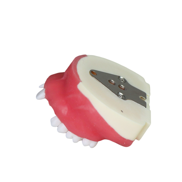 Dental Implant Training Model – Hard Resin with Soft Gum for Implant Practice JG-Y8-F2