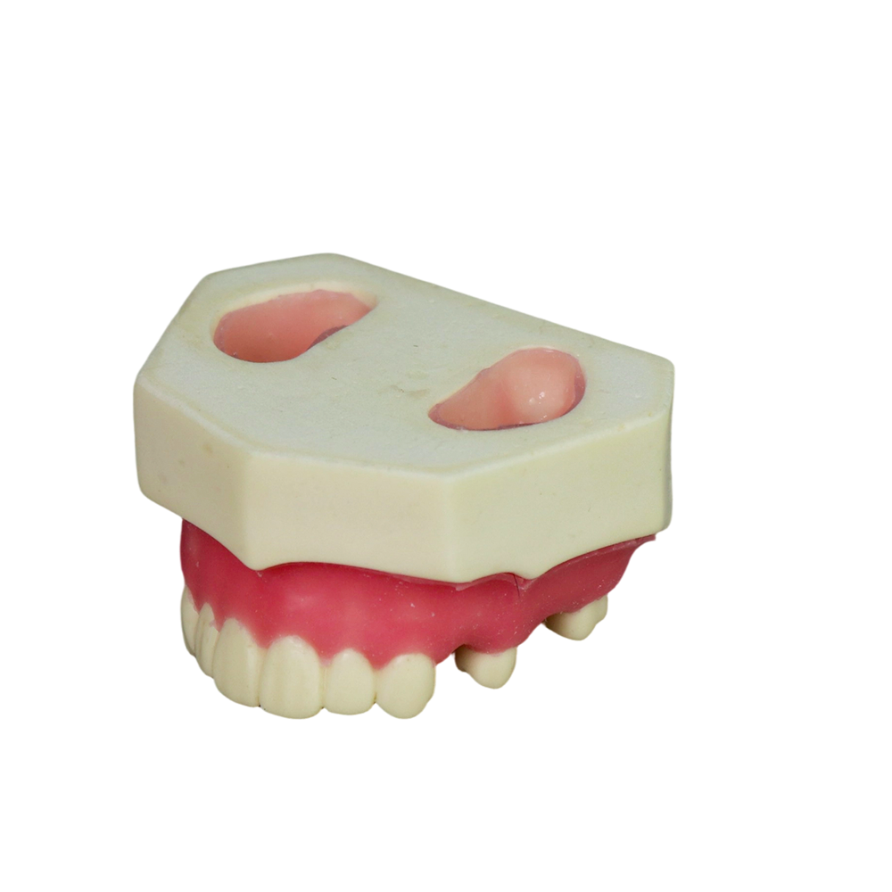 Sinus Lift Dental Model – Hard Resin with Soft Gums for Maxillary Sinus Training JG-YZ-1