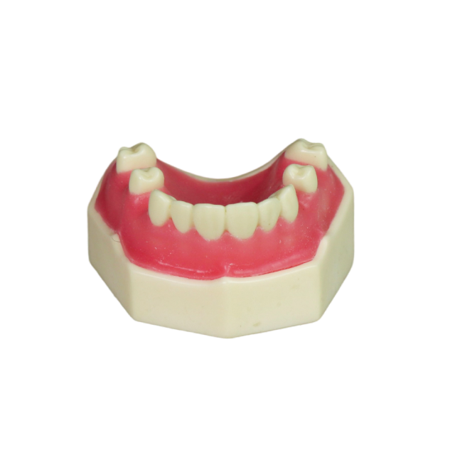 Sinus Lift Dental Model – Hard Resin with Soft Gums for Maxillary Sinus Training JG-YZ-1