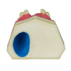 Sinus Lift Dental Model – Hard Resin with Soft Gums for Maxillary Sinus Training JG-Y8-F10