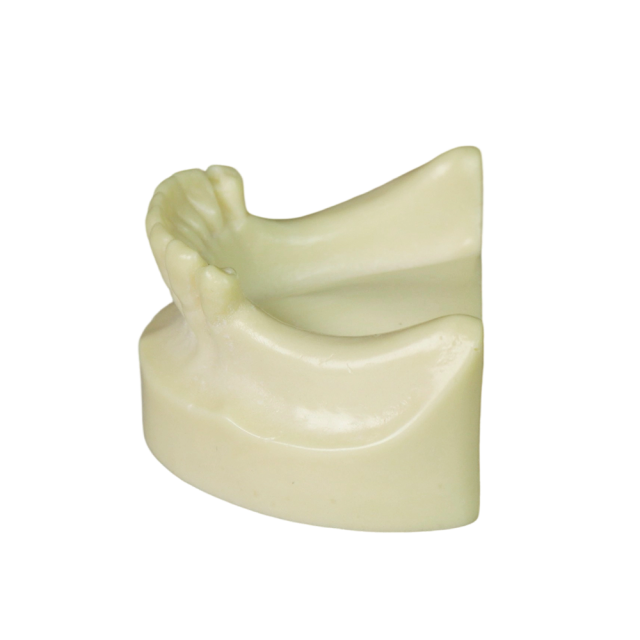 Dental Implant Training Model – Hard Resin with Soft Gum for Implant Practice JG-Y8-F1-6