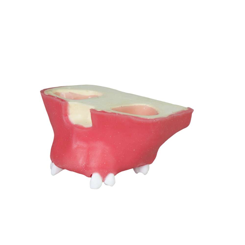 Sinus Lift Dental Model – Hard Resin with Soft Gums for Maxillary Sinus Training JG-Y11-S5