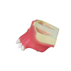 Sinus Lift Dental Model – Hard Resin with Soft Gums for Maxillary Sinus Training JG-Y11-S6