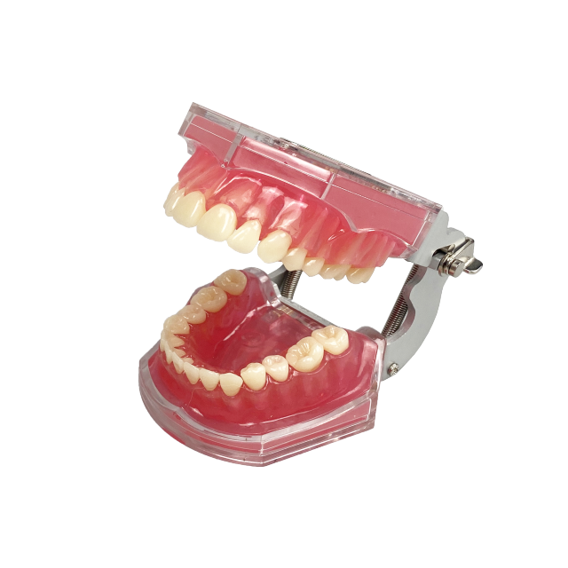 Standard Dentition Display Model JG-C-Y – 28pcs Extractable Teeth for Dental Education