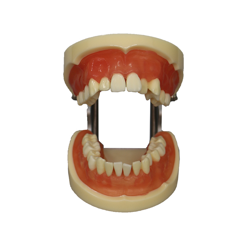 Tooth Extraction Model JG-Y9 – 28pcs with Extractable Teeth for Dental Training