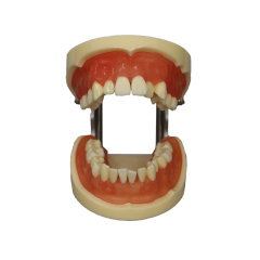 Tooth Extraction Model JG-Y9 – 28pcs with Extractable Teeth for Dental Training