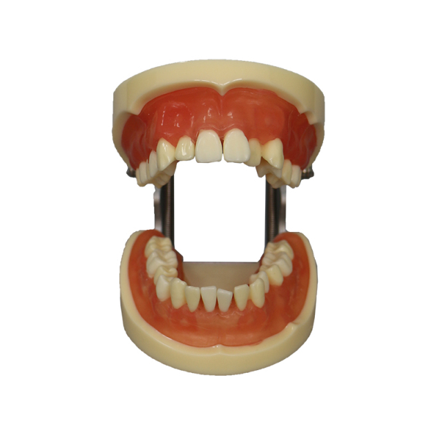 Tooth Extraction Model JG-Y9 – 28pcs with Extractable Teeth for Dental Training