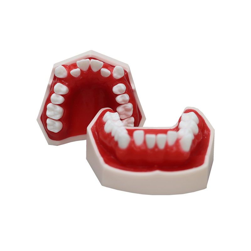 Orthodontic Wax Model | 28 Teeth Dental Training Model for Orthodontic Process Demonstration