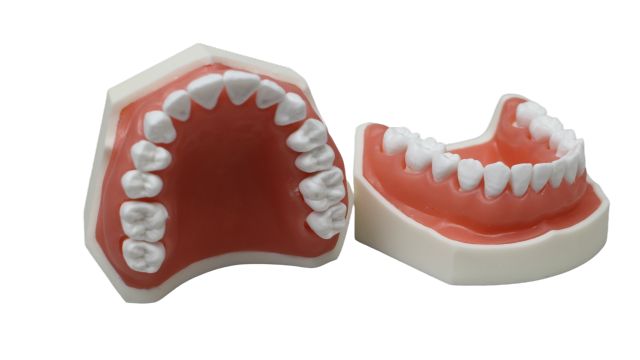 X-Ray Dental Training Model JG-X1 – 28pcs Teeth with Simulated Root Shape