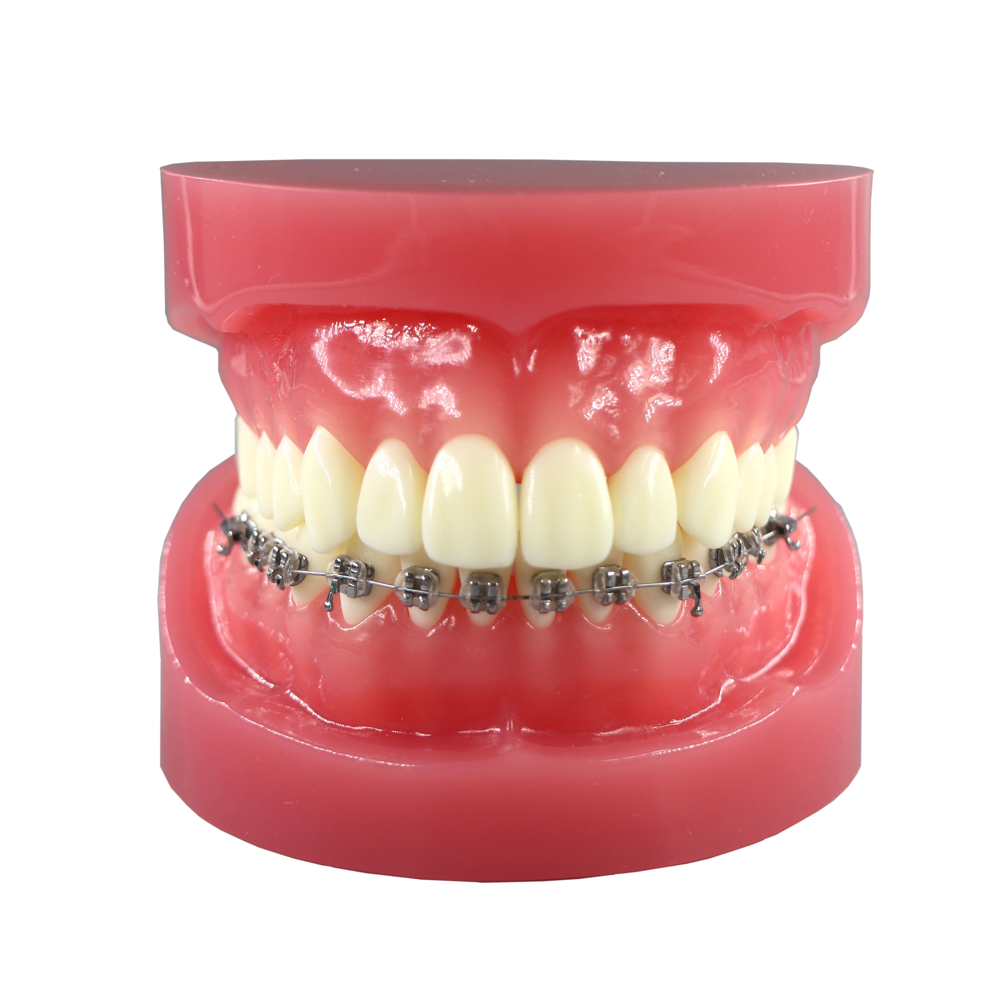 Orthodontic Demonstration Model JG-Y7-Y – 28 Teeth, Optional Brackets