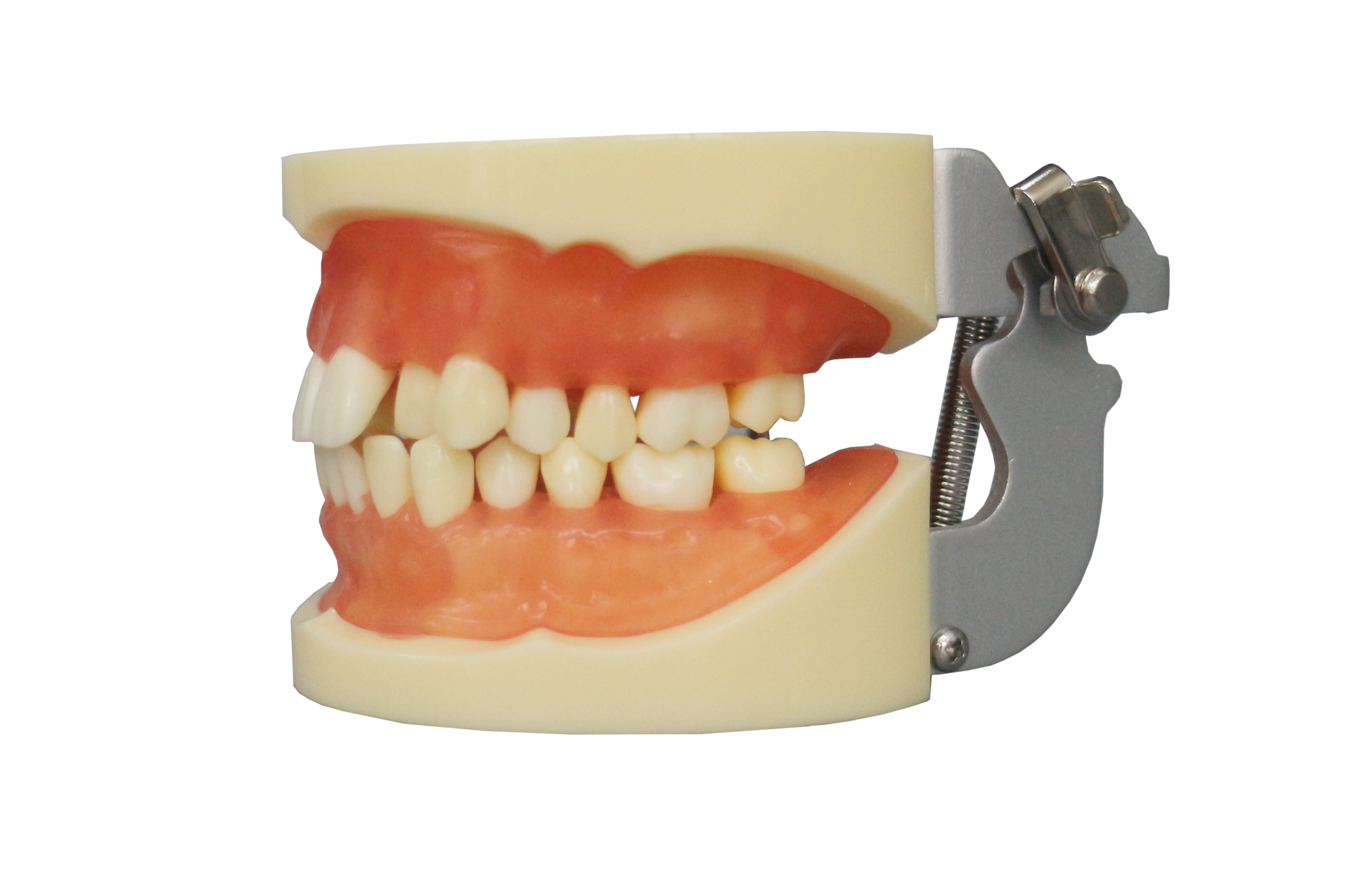 Tooth Extraction Model JG-Y9 – 28pcs with Extractable Teeth for Dental Training