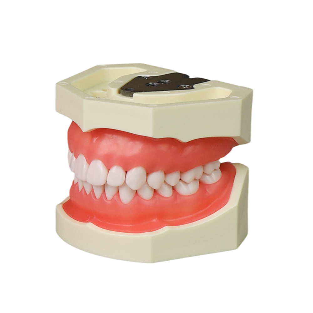 close-up of typodont teeth in phantom head jaw &mdash; dental training typodont replacement