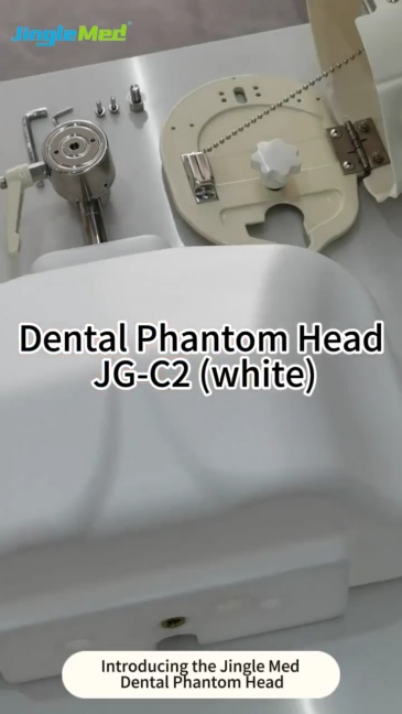 Torso Dental Phantom Head with Typodont - JG-C2