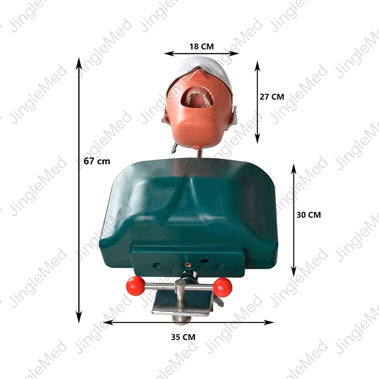 Clamp-Mounted Torso Dental Phantom Head - JG-C1