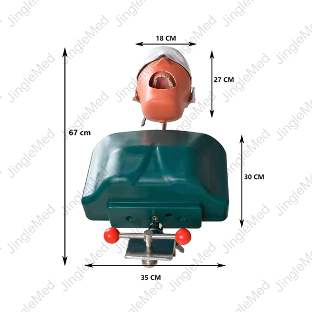 Clamp-Mounted Torso Dental Phantom Head - JG-C1