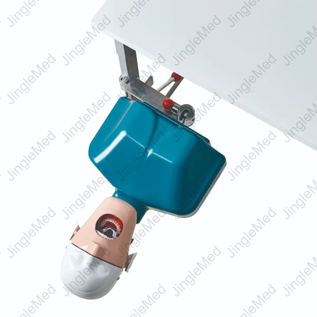 Desk-Mounted Basic Phantom Head for Dental Training - JG-C7