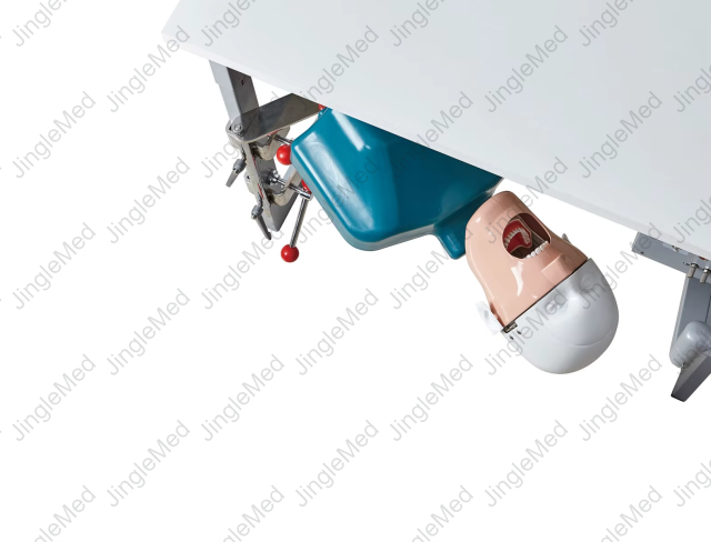 Desk-Mounted Basic Phantom Head for Dental Training - JG-C7