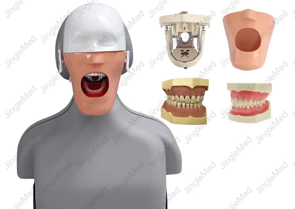 Torso Phantom Head for Dental-Chair Training - JG-C9