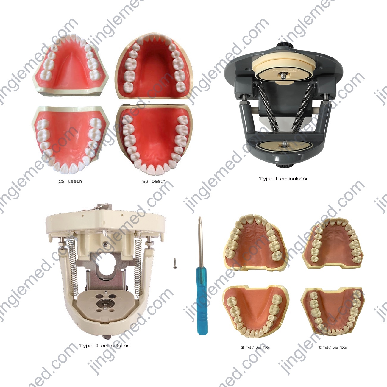 Torso Dental Phantom Head with Typodont - JG-C2