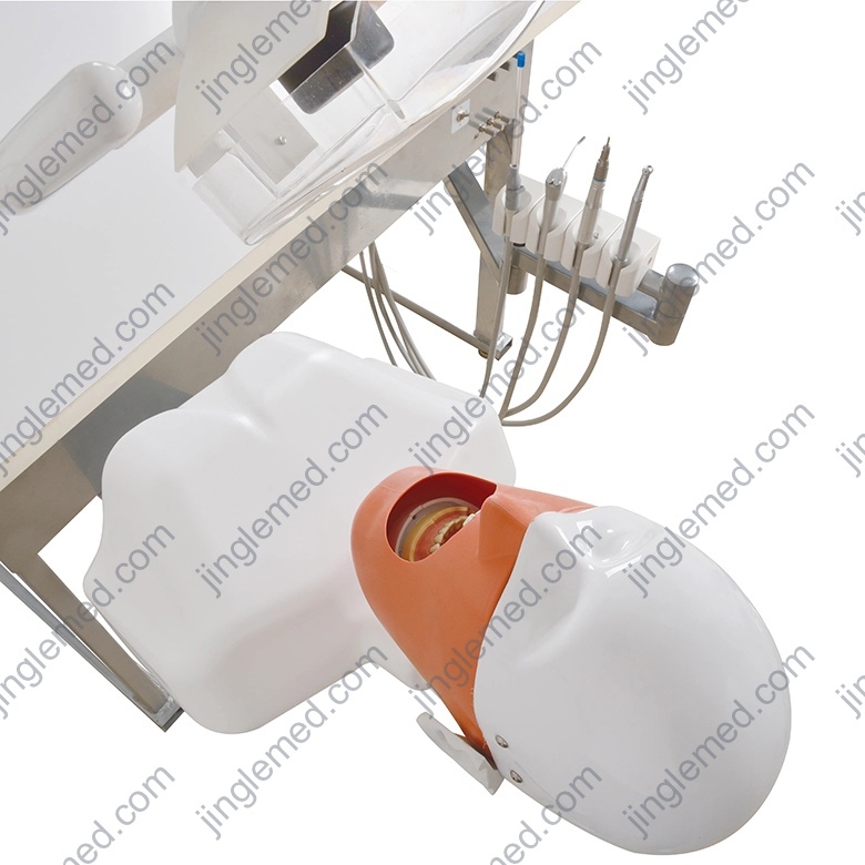 Torso Dental Phantom Head with Typodont - JG-C2