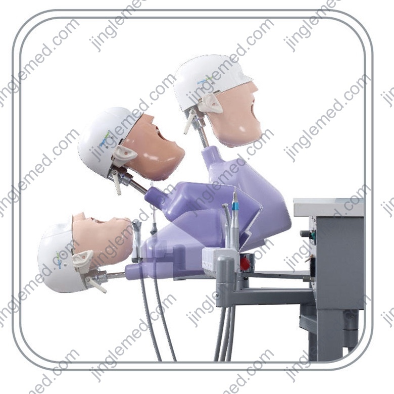 Torso Dental Phantom Head with Typodont - JG-C2