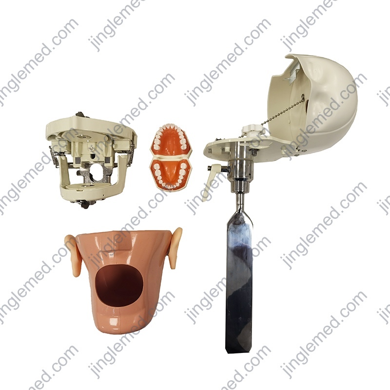 Chair-Headrest Mounted Phantom Head for Dental Training - JG-C3