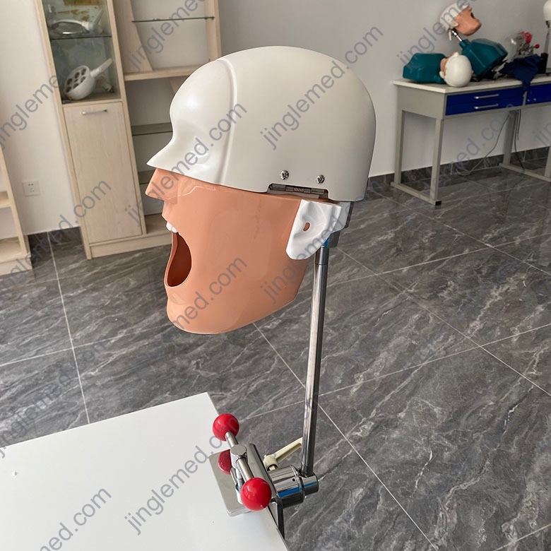 Height-Adjustable Storable Dental Training Head - JG-C5