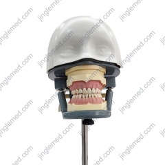 Height-Adjustable Storable Dental Training Head - JG-C5